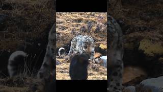 Mastiff dogs are surrounding a snow leopard [upl. by Assirralc]