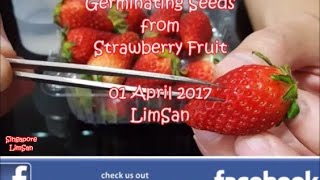 Germinate Seeds From Strawberry Fruit for funz [upl. by Jamima377]