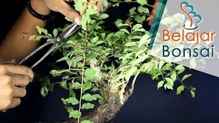 Bonsai Rukem Flacourtia indica  Pemangkasan  Update Januari 2017 [upl. by Bedad]