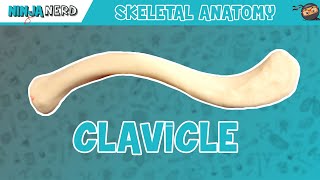 Clavicle Anatomy [upl. by Dyke]