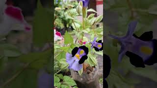 കാക്കപ്പൂവ് Utricularia reticulataPlant flowers nature gardening beautiful [upl. by Releyks]