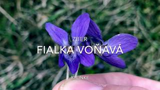 FIALKA VOŇAVÁ  Viola odorata zber [upl. by Nrubloc]