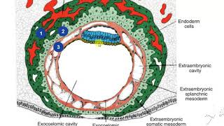 Extraembryonic mesoderm 3 [upl. by Eimerej]