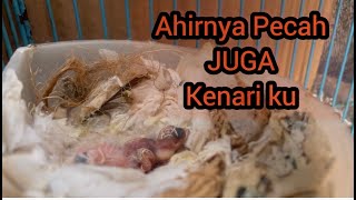 PECAH TELUR 3⁉️KENARIKU MENETAS ALHAMDULILAH [upl. by Eissed]