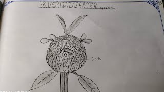 Drawing VERTICILLASTERLEUCAS TheLefthandedArtist verticillaster leucas botany record [upl. by Valerlan]