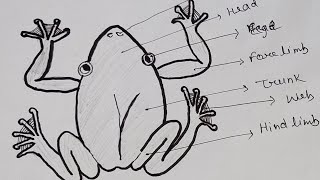 Rhacophorus diagram। Rhacophorus Flying Frog। rhacophorusfrogBioDiagram [upl. by Ettenyl]