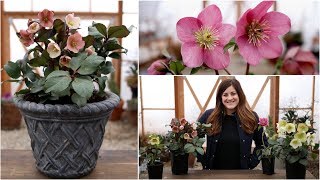 Hellebore Care Guide  Garden Answer [upl. by Nostrebor]