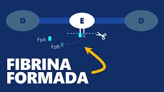 Fibrinogênio plasmático  INTERPRETAÇÃO DE EXAMES [upl. by Annaili]