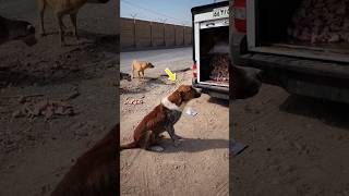 Hungry Street Dogs Emotional Reaction 😢 [upl. by Foley]