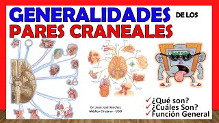 🥇 PARES CRANEALES Generalidades Resumen en 16 MINUTOS [upl. by Ennaisoj]