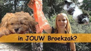 HONDEN POEP OPRUiMEN  Bellinga Family Vlog 745 [upl. by Aztiley]