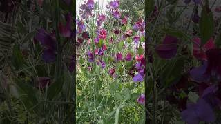 To keep your sweet peas flowering for longer  do this sweetpeainspired cutflowergarden gardening [upl. by Ah503]