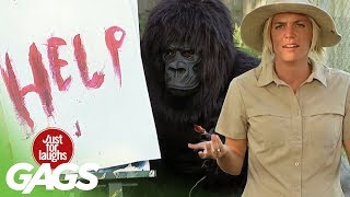 Funniest Gorilla and Mouse Pranks  Best Of Just For Laughs Gags [upl. by Lotti]