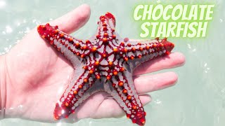 The Fascinating World of the Chocolate Starfish An Underwater Adventure [upl. by Oruasi]