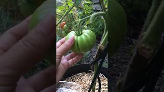 Oogst in de moestuin tomaten oogst [upl. by Nana]