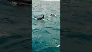 Orca Whale Watching Iceland [upl. by Shinberg]