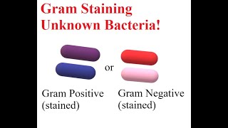 Gram Staining Unknown Bacteria [upl. by Hemminger]