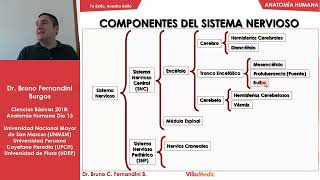 Anatomía Humana FÁCIL Neuroanatomía 1  Ciencias básicas  Villamedic [upl. by Kotta]