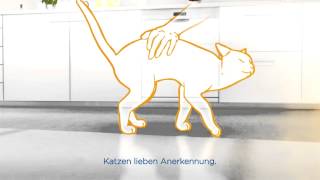 10 Tipps zum Abbau von Stress bei Katzen [upl. by Akcirred]