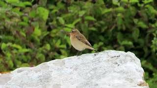 Wheatear [upl. by Tobias952]