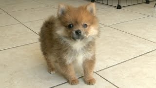 Pomeranian Puppy Talks A Big Game Barks At HUGE DOG [upl. by Ahsuatan742]