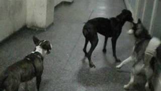 doberman vs husky vs bull terrier [upl. by Lenehc]