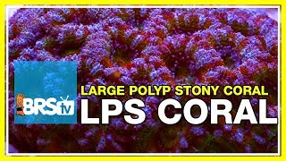 Week 36 LPS coral selection care amp placement  52 Weeks of Reefing [upl. by Sayer]