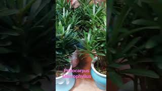 Podocarpus Macrophyllus Bonsai Plant [upl. by Paulette]