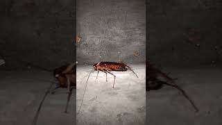 American Cockroach cockroach insect [upl. by Annoed]