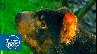 Tasmanian Devil  Tasmania Island [upl. by Debarath50]