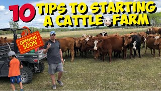 Starting a Beef Cattle Farm 10 TIPS for beginners to start a Cattle Ranch [upl. by Montano]