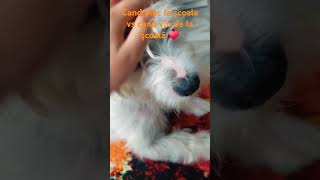 Lui Rexy îi e dor de mn🥰🐕 short [upl. by Niatirb]