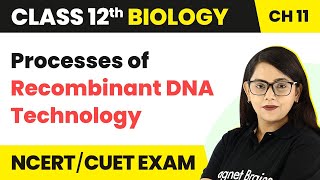 Processes of Recombinant DNA Technology  Class 12 Biology Chapter 11 202223 [upl. by Christophe218]