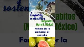 GUAYABITOS  mexico méxico mexicanfood sostenibilidad tradiciones tradiciónmexicana [upl. by Anelaf]