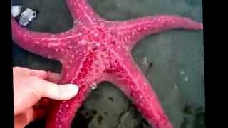 Starfish facts 11 facts about Sea Stars [upl. by Selym349]