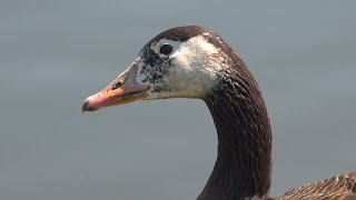 Canada Goose Greylag Hybrid  Walthamstow Wetlands London [upl. by Adamson609]