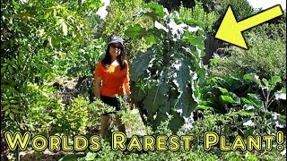 Propagating The Rarest Plant In The World With 100 Success [upl. by Schnell259]