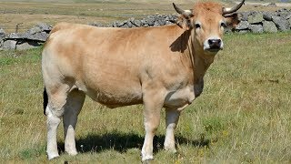 Aubrac Cattle  Gourmet Grass Fed Beef [upl. by Nnylyma]