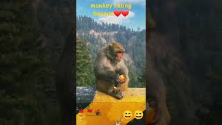 2 million sabscriber😍short shorts monkey [upl. by Datha]