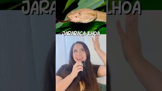 Animais que só existem no Brasil Jararacailhoa 🐍🇧🇷 [upl. by Ming]