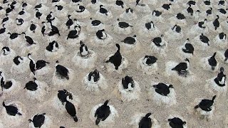 Giant Colony Of Nesting Patagonian Seabirds [upl. by Gerrie]