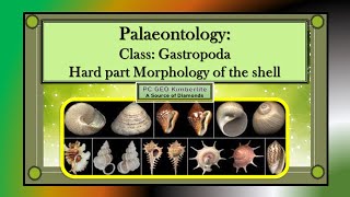 Class Gastropoda Hard part morphology of the Gastropoda shell [upl. by Levitt]