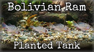 Bolivian Ram in Community Planted Tank [upl. by Maxentia]