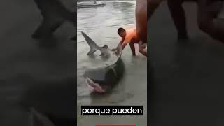 Esto pasa al intentar salvar a un tiburón tiburon [upl. by Digdirb]