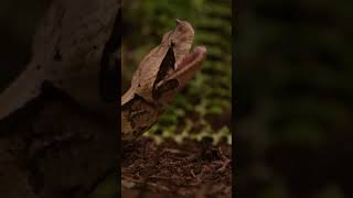 The Gaboon Viper Natures Master of Camouflage wildlife shorts [upl. by Oderfigis]