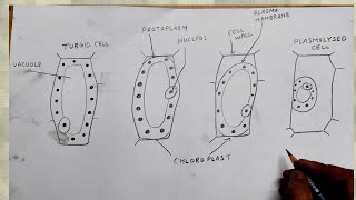 how to draw plasmolysed cell turgid [upl. by Naveb]