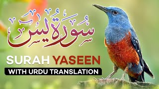 Surah Yasin  Yaseen  with Urdu Translation  Quran Tilawat Beautiful Voice  Hindi Tarjuma [upl. by Notnroht]