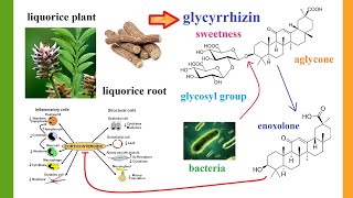 glycyrrhizinate [upl. by Riki]