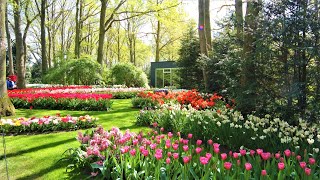 Keukenhof Gardens Netherlands [upl. by Assenyl]