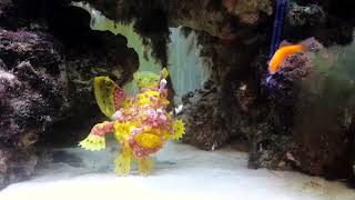 Rare Frogfish Gobbles Them Up [upl. by Ezri]